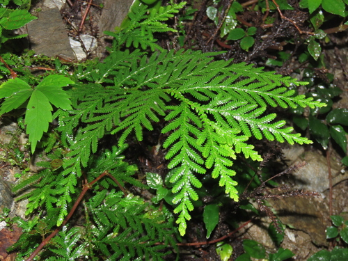 Image of Selaginella delicatula by (c) chiuluan, some rights reserved (CC BY)