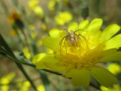 Oxyopes kraepelinorum