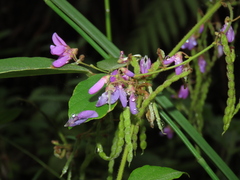 Hawaiian ti plant (Puhuaea)