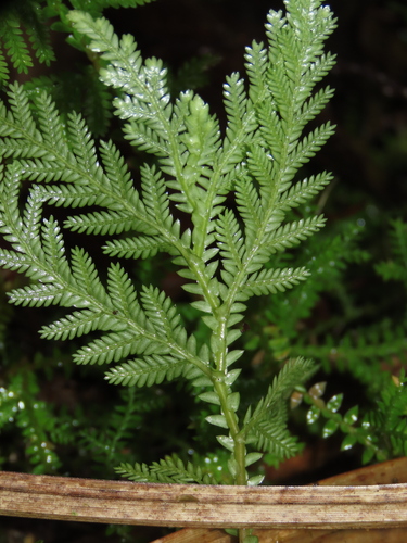 Image of Selaginella delicatula by (c) chiuluan, some rights reserved (CC BY)