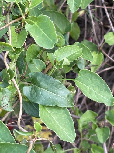 Image of Fallopia aubertii by (c) Maryna Burlaka, some rights reserved (CC BY)