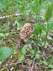 Morchellaceae