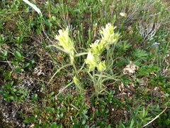 Castilleja pallida caudata