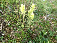 Castilleja pallida caudata