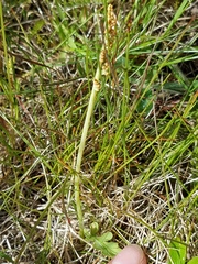 Botrychium simplex