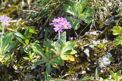 Primula laurentiana