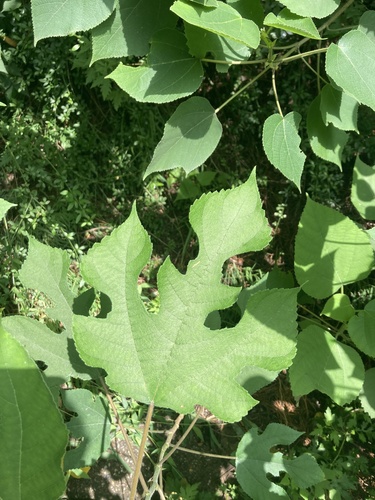 Paper mulberry