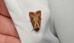 Agrotis vancouverensis
