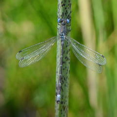 Lestes stultus