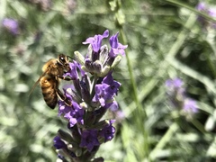 Apis mellifera