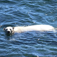 Polar Bear photo 4