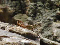 Leiocephalus personatus