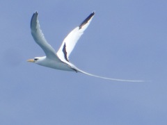 Phaethon lepturus catesbyi