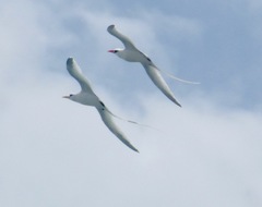 Phaethon lepturus catesbyi