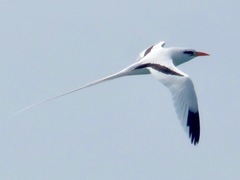 Phaethon lepturus catesbyi