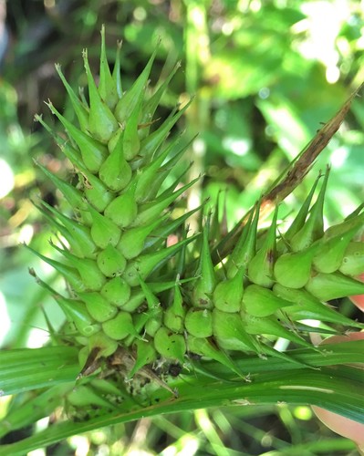 Carex lupulina image