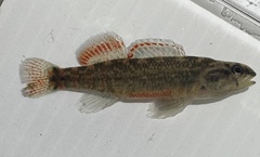 Mud Darter photo 5