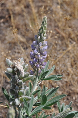 Lupinus leucophyllus