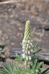 Lupinus leucophyllus