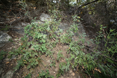 Image of Berberis swaseyi by (c) Reid Hardin, some rights reserved (CC BY)