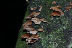 Fungi