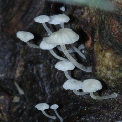 Fungi