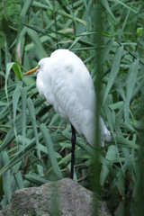 Ardea alba