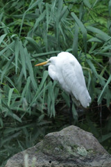 Ardea alba
