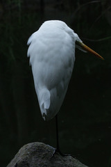 Ardea alba