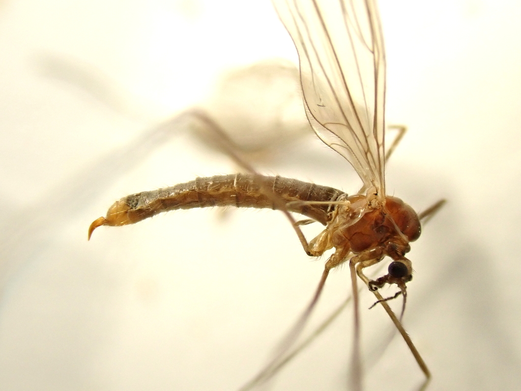 Trichocera rufescens