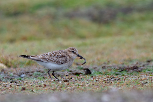 Baird's Sandpiper, Finistère, Bretagne, FR, photo 5 of 10