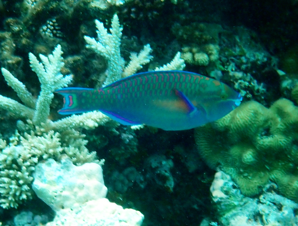 Chameleon parrotfish (Scarus chameleon) — Scaridae
