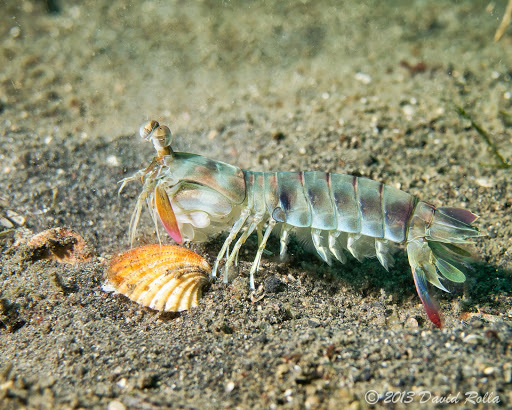 Keeltail Mantis Shrimp