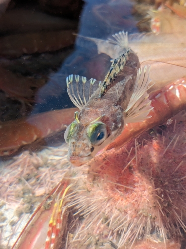 Shortspine combfish (Zaniolepis frenata) — Hexagrammidae — 4