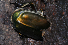 Pseudotorynorrhina japonica