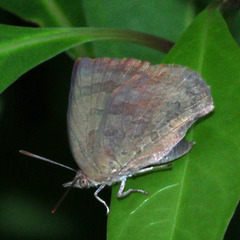 Arhopala japonica