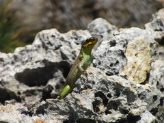 Leiocephalus personatus