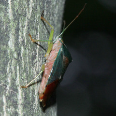 Acanthosoma denticaudum