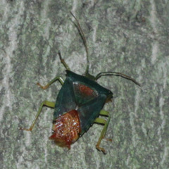 Acanthosoma denticaudum
