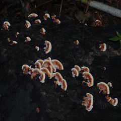Fungi