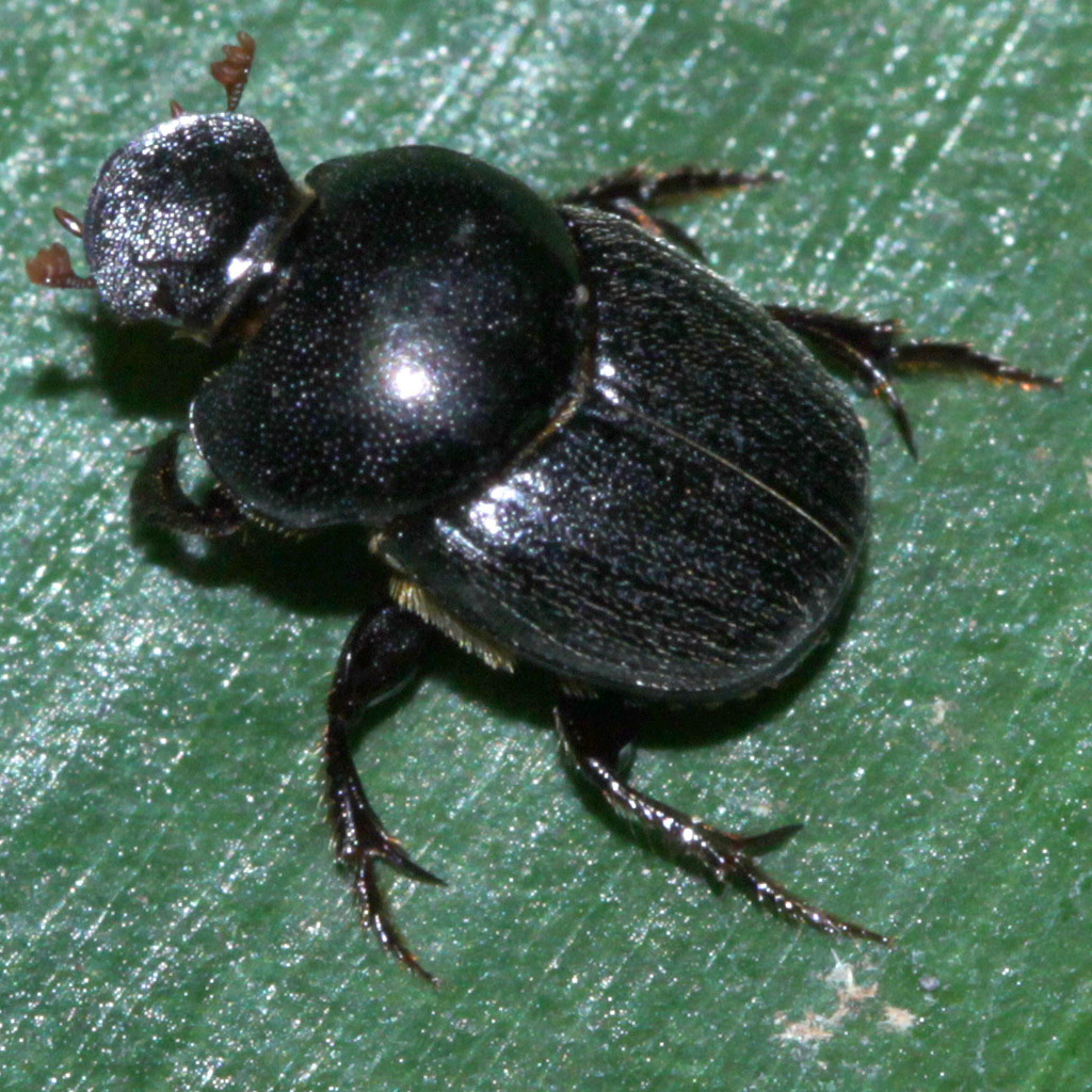 Parascatonomus nitidus