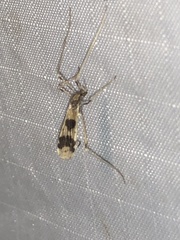 Erioptera venusta
