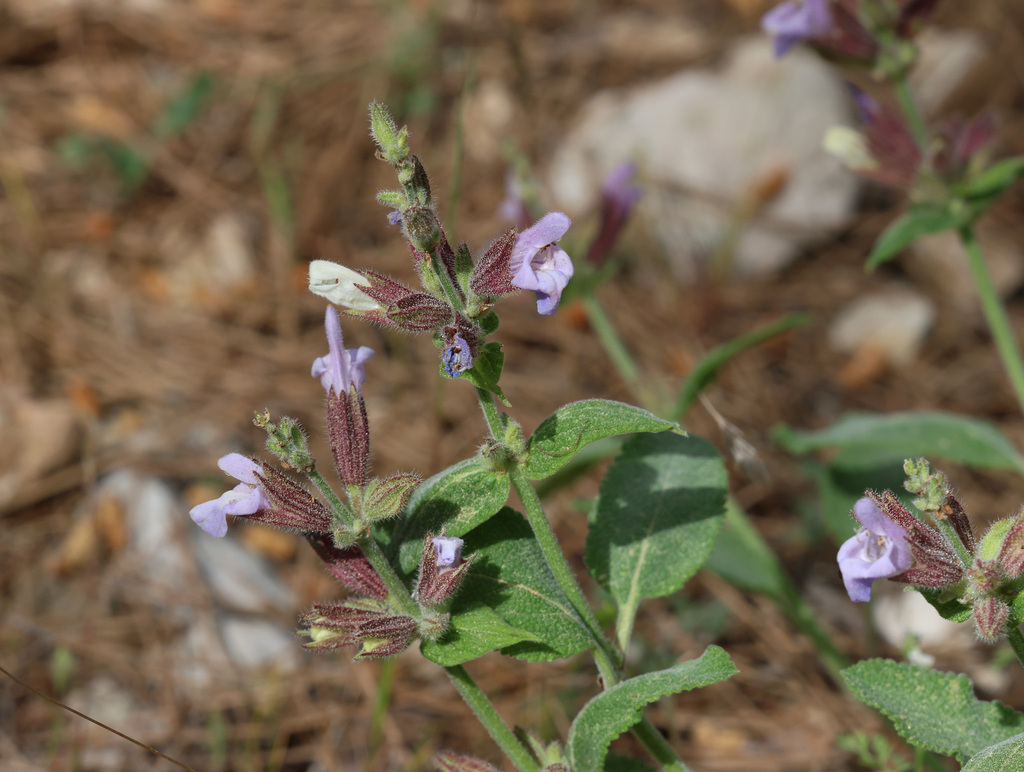 Salvia tomentosa; photograph (c) Joey Bom, some rights reserved (CC BY)