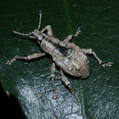 Dermatoxenus caesicollis