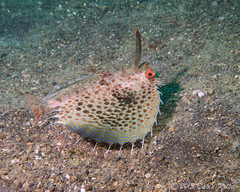 Dactyloptena orientalis