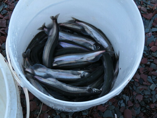 Breakfast fish (Mallotus villosus) — Osmeridae — 5