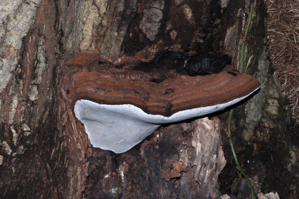 Ganoderma applanatum · July 2019 · photo: © franzanth (iNaturalist, cc-by)