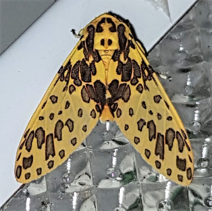 Amaxia bella