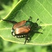 Japanese Beetle - Photo (c) David Jeffrey Ringer, some rights reserved (CC BY-NC), uploaded by David Jeffrey Ringer