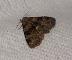 Metalectra quadrisignata